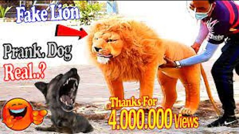 Trolando cachorro com falso leao e tigre - Prank Dog Funny & fake Lion and more