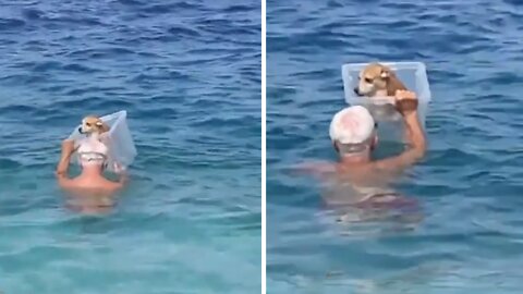 Guy Finds Clever Way To Bring His Dog Into The Ocean