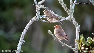 Male and Female House Finch 🐦11/01/22 18:02