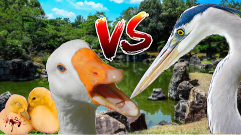 Epic Fight Between a Duck and Heron Bird