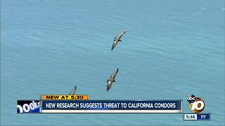 New research suggests threat to California condors