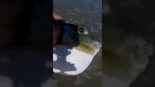 Poisonous PUFFER fish hitting the Texas coast #shorts