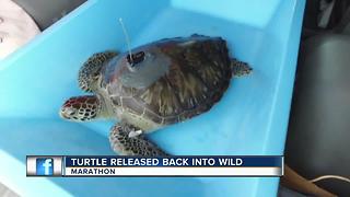 Rehabilitated green sea turtle released off Florida Keys