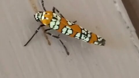 What Kind of bug is this?