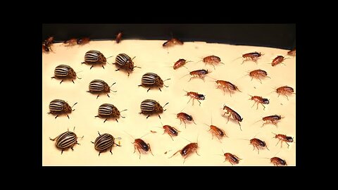 COLORADO BEETLES vs COCKROACHES!