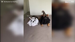 Les chiens les plus effrayants d'Halloween!