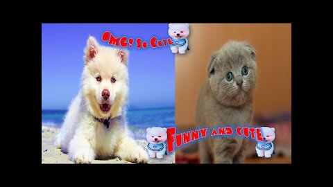 funny and cute cats - short funny cat videos #2