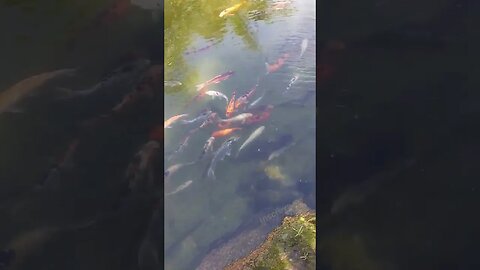 LAGO DE CARPA ARARAS SÃO PAULO