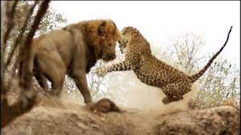 Watch a fierce battle between a lion and a cheetah