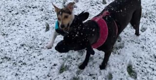 Fou de joie, ce Jack Russell fait tomber un petit garçon