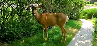 Beautiful Baby deer in yard wagging his tail when spoken to