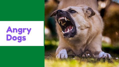 Angry Dog | Funny Dog Barking Videos.