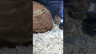 Day old chick with mumma hen