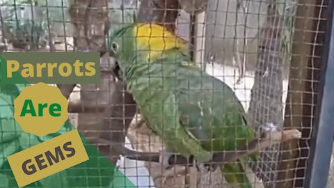Cute Funny Parrot Video With Parrot Sounds That Will Shock You......