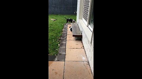 Mini bull terrier puppies playing