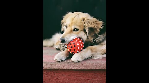 NEW PUPPY OWNERS DON'T KNOW WHERE TO START TRAINING