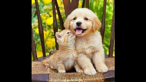 Animais Fofos e Engraçados - Funny cats and Dogs videos