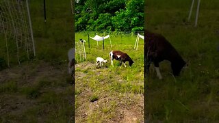 MARY WAS A LITTLE LAMB! #shorts #homesteading #newlamb