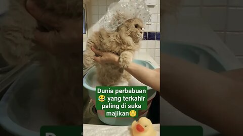 dunia perbabuan😂 #kucing #shortvideo