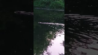 swimming in the river