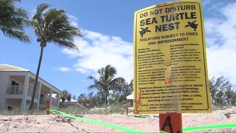 Loggerhead Marinelife Center seeing large number of sea turtle nests