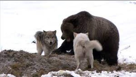 Wolves chase bear away from den with 4 pups in Northern Minnesota