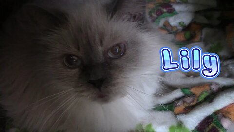 Meet Lily My Himalayan Cat! 😻