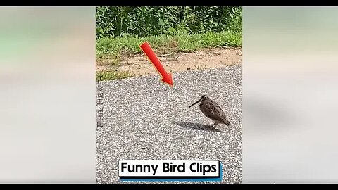 Funny Bird Clips