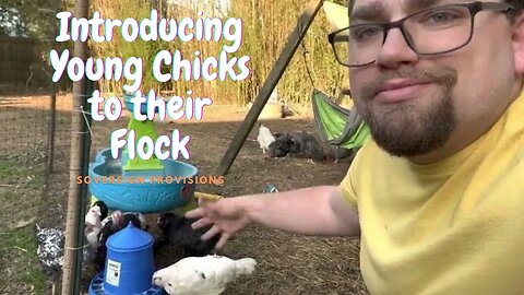 How to Introduce Young Chickens to your Flock | Sovereign Provisions Homestead