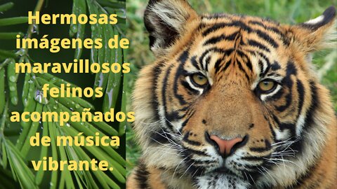 Hermosas imágenes de maravillosos felinos acompañados de música vibrante.