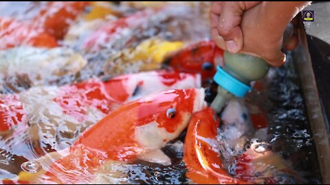 Super Amazing Koi Fish