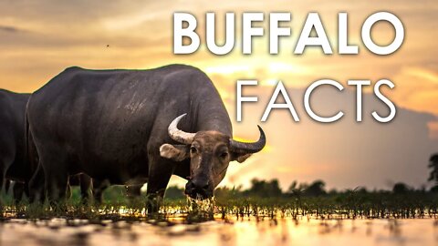 FACTS ABOUT BUFFALO | COMMON DOMESTIC CATTLE | ANIMAL FACTS | MAMMAL | | COW | BULL