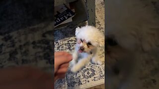 Feeding my puppy invisible croissant 🥐 #funny #dogs #doglover #funnyshorts #shorts