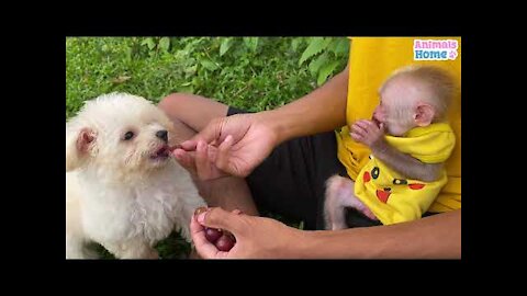 Baby monkey don't want dad stroking poodles