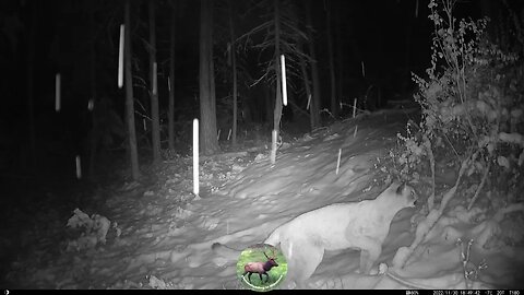 MOUNTAIN LIONS - Hunting property