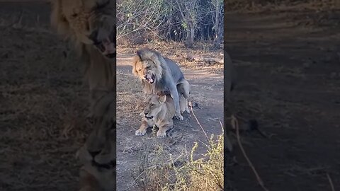 Lion Pair mating in Mashatu Nature Reserve #wildlife #lion