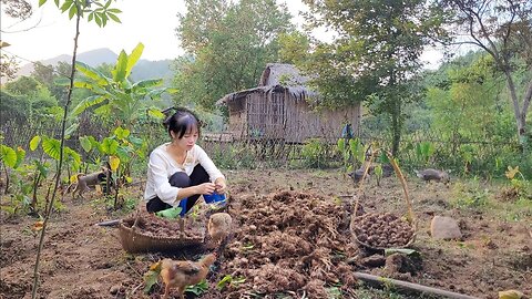 Harvest the best taro of the year and cook it Live with nature