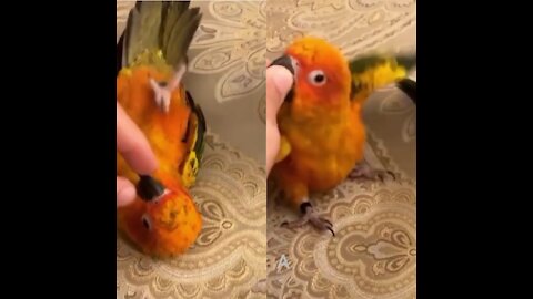 Funny Parrots Videos Compilation cute moment of the animals; Most Beautiful Macaws on Planet Earth