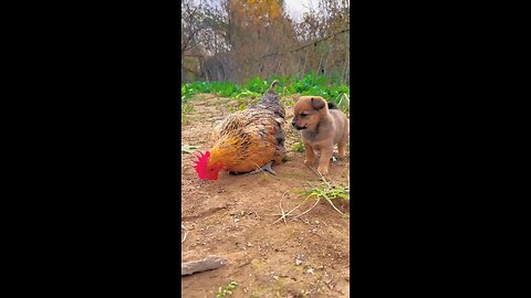 friendship puppy and hen