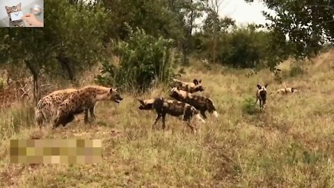 Wild Dogs vs Hyenas and Wild Dogs vs Leopard and Wild Dogs vs Lion
