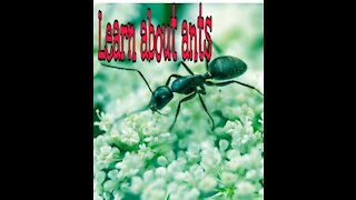 Learn about ants
