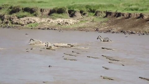 huge crocodile attacks zebra crossing the african