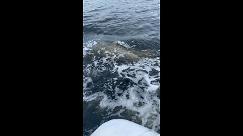 Dolphins playing next to the boat