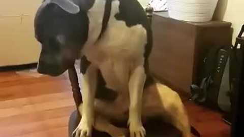 Weirdo dog decides to sit in chair like a human