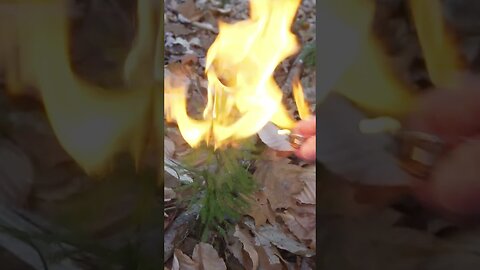 This Wild Plant is Highly Flammable!