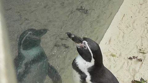 This Conceited Penguin Is Obsessed With His Own Reflection
