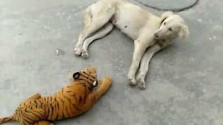 Toy tiger frightens sleepy dog