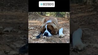 Photo Shoot #stbernard #photo #dog #dogs