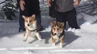 Slow motion Corgi drop into deep snow