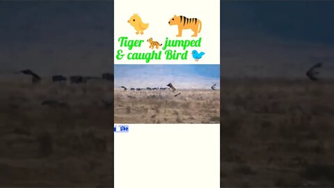 Tiger killed bird 🕊️#shorts #shortsfeed #youtubeshorts